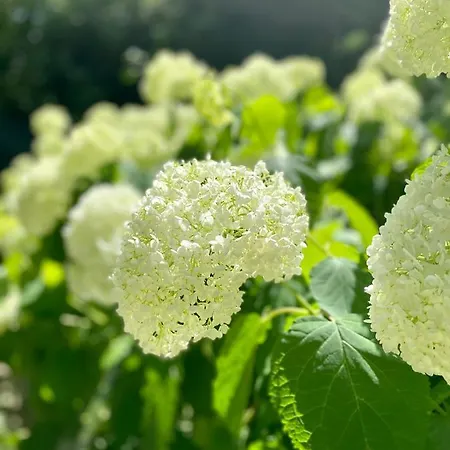 Holiday home Hortenzias Haz Nemesvita